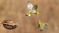 443 - DISCUSSION BETWEEN GREENFINCHES 5 - FABBRI GIOVANNI - italy <div